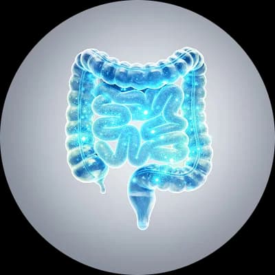 Duodenum/ Jejunum & Ileum/ Colon